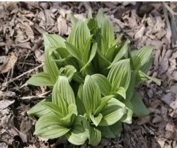 【北京疾控提醒您】野菜別亂采！這份“春日野菜食用安全指南”請(qǐng)收好