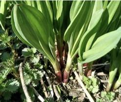 【北京疾控提醒您】野菜別亂采！這份“春日野菜食用安全指南”請(qǐng)收好