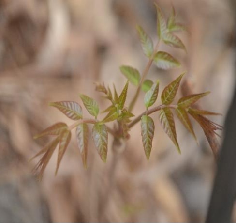 【北京疾控提醒您】野菜別亂采！這份“春日野菜食用安全指南”請(qǐng)收好