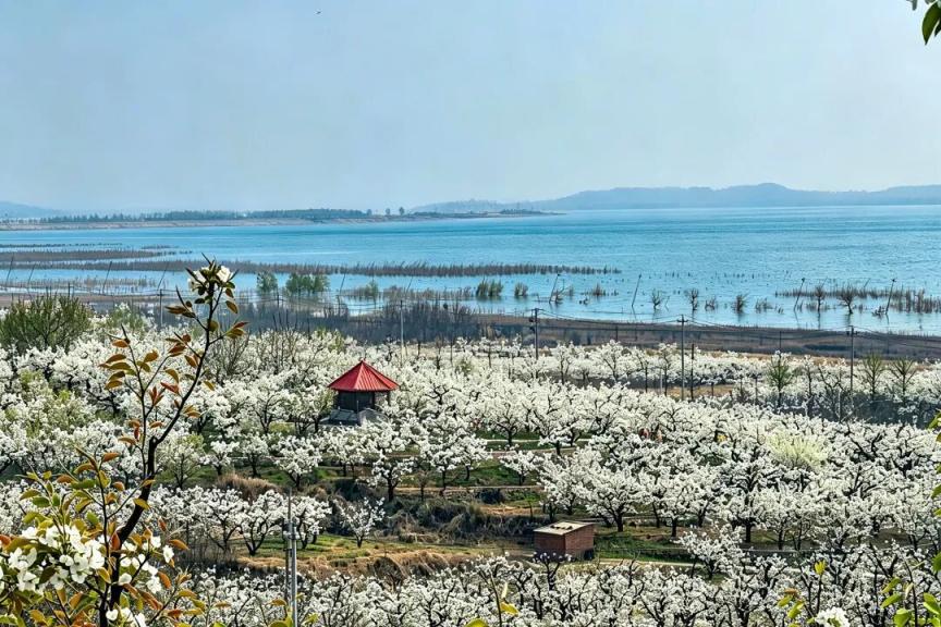 密云不老屯鎮(zhèn)花“海”綻放，萬畝梨花與密云水庫同框