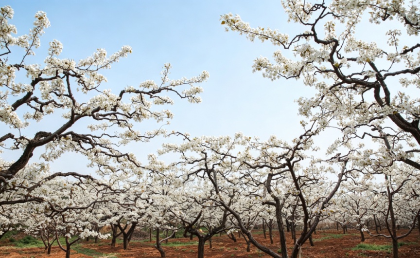 密云不老屯鎮(zhèn)花“?！本`放，萬畝梨花與密云水庫同框