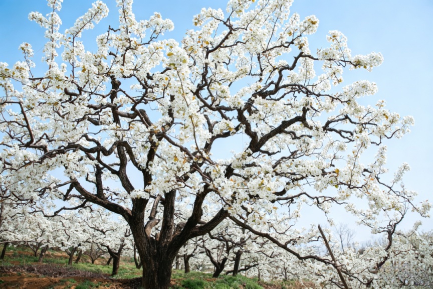 密云不老屯鎮(zhèn)花“?！本`放，萬畝梨花與密云水庫同框