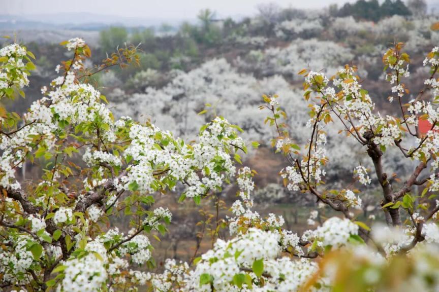 密云不老屯鎮(zhèn)花“海”綻放，萬畝梨花與密云水庫同框