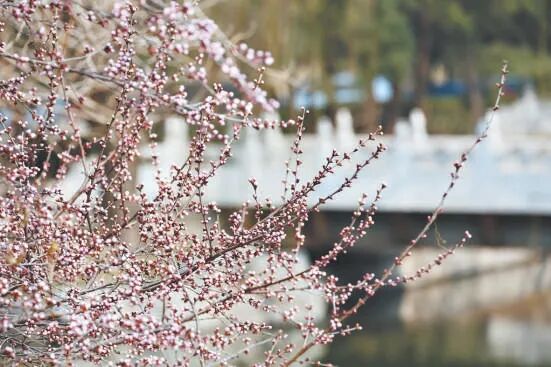 北京公園的花開了！6條路線 景好人少