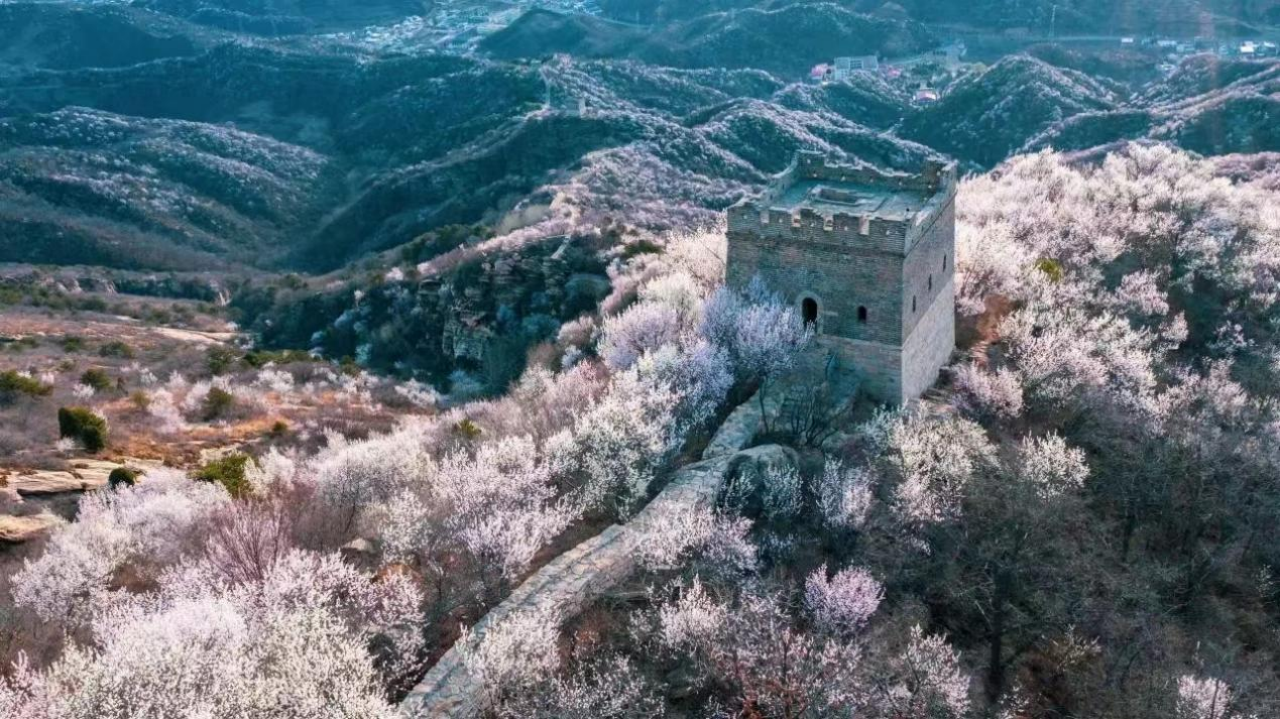 長城腳下的“花海風(fēng)光”