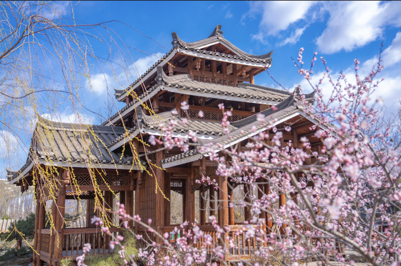 最佳賞花期將至！“開往春天的列車”來啦！游玩攻略請收好 | 周末京郊微度假