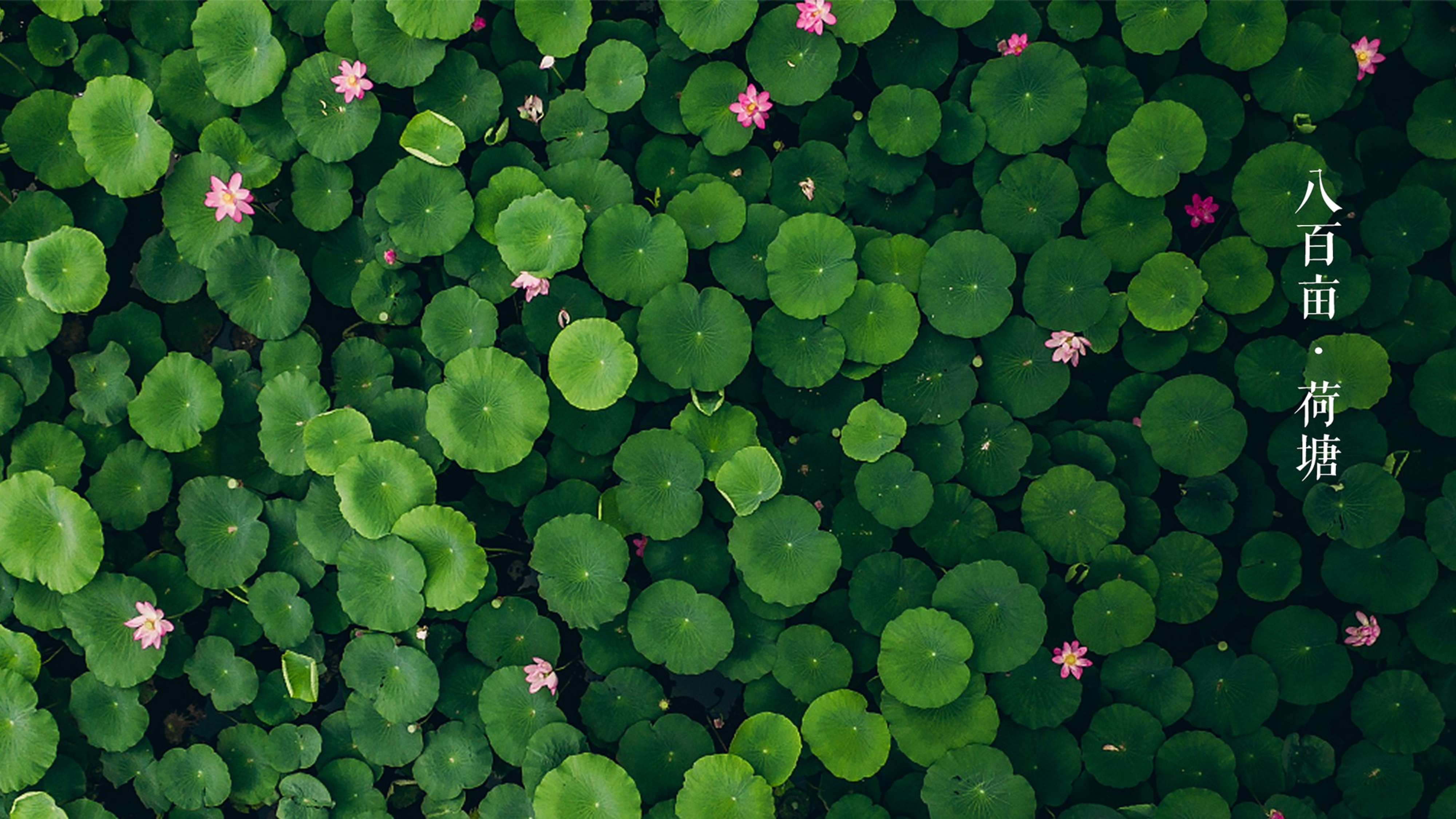 線路四：親子樂游暢爽之旅