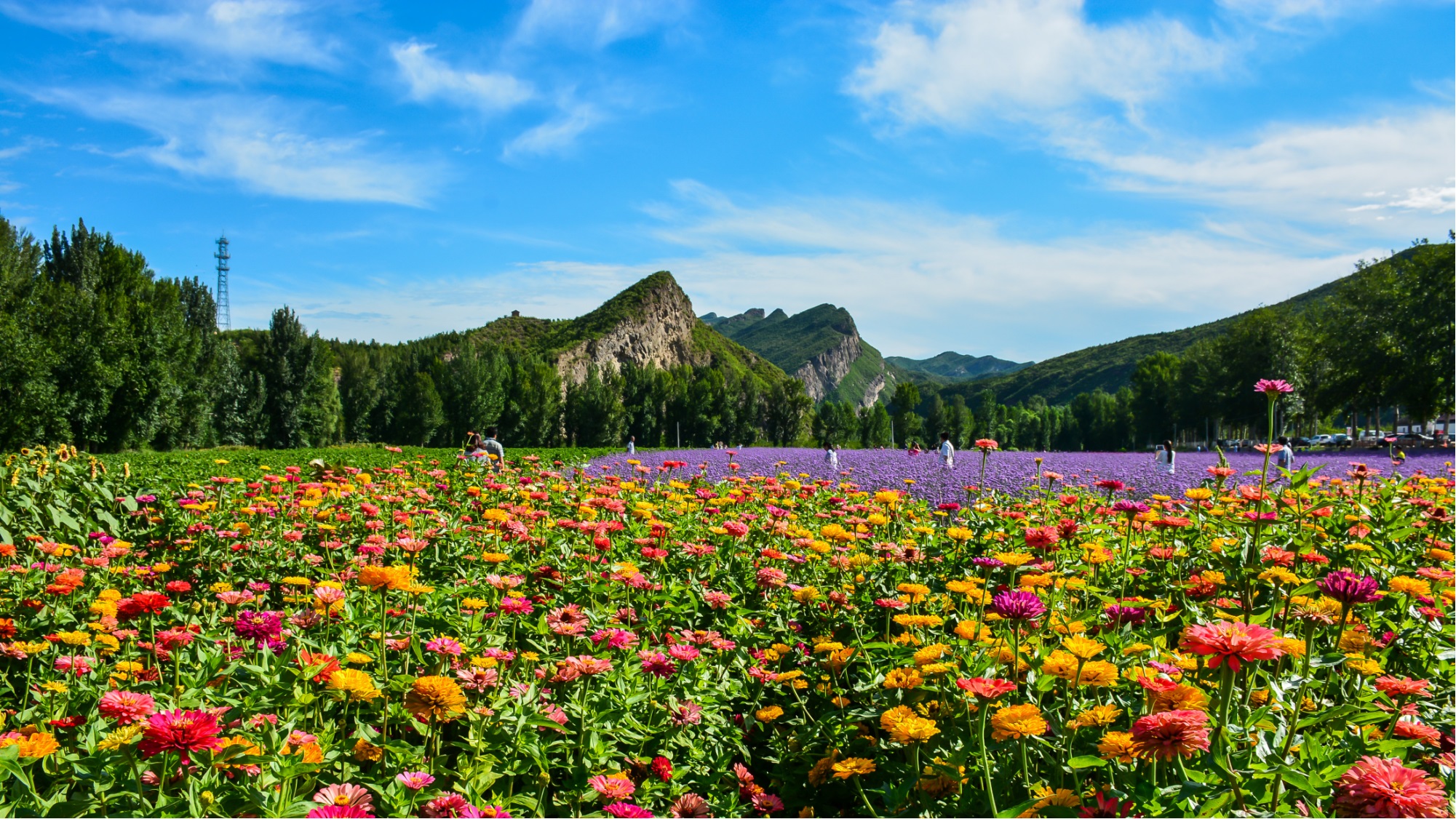 線路五四季花海