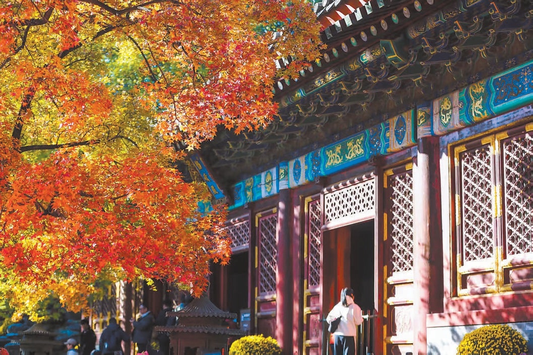 香山紅葉進(jìn)入最佳觀賞期