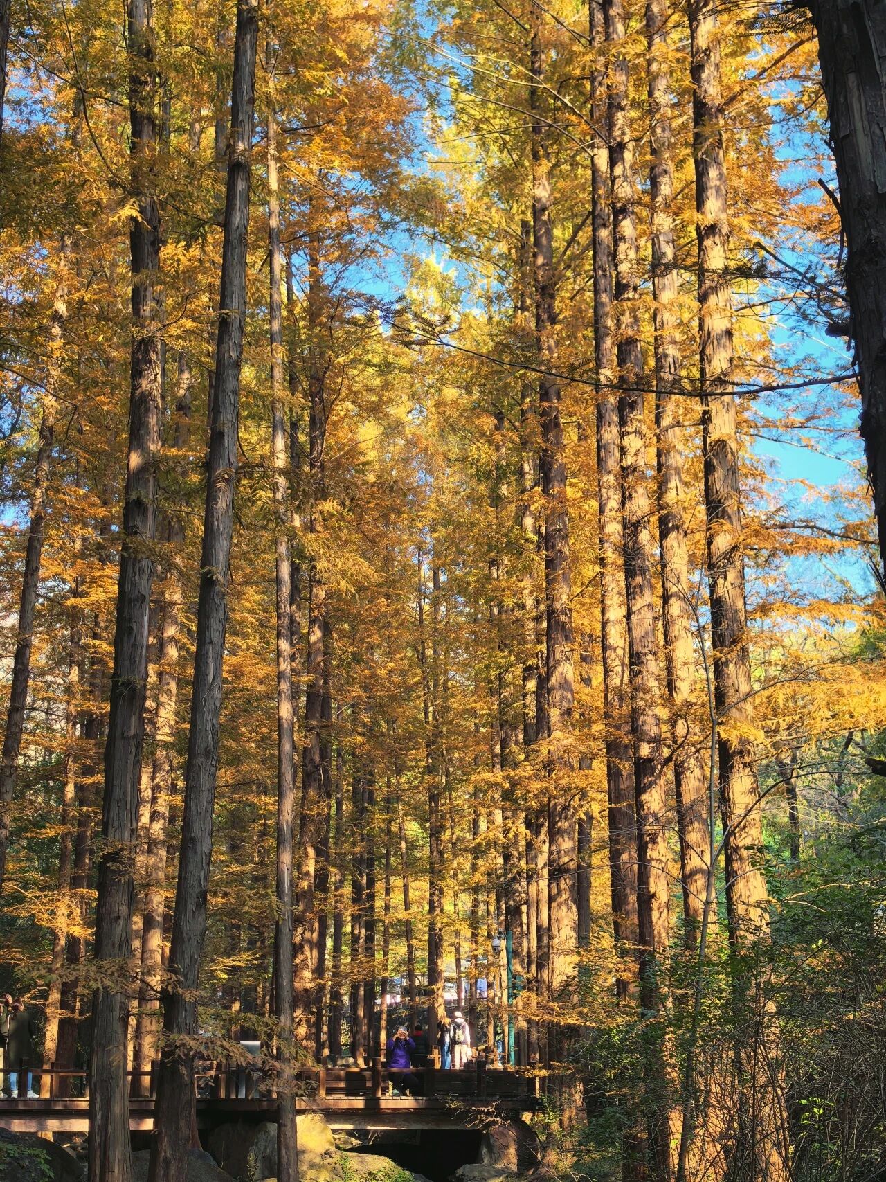 國家植物園進入彩葉最佳觀賞期