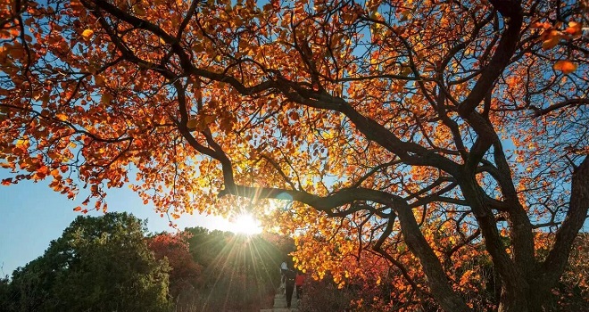 秋日宜登高 寶藏登山賞秋路線推薦