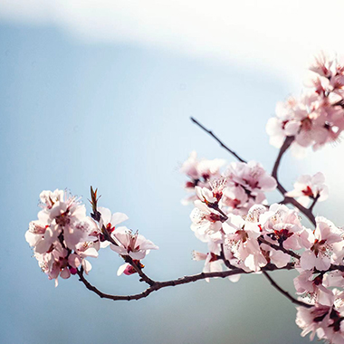 人面桃花春意濃