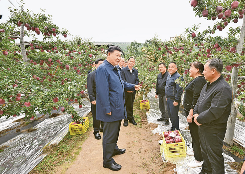 2024年9月10日至13日，中共中央總書記、國家主席、中央軍委主席習(xí)近平在甘肅考察。這是11日上午，習(xí)近平在天水市麥積區(qū)南山花牛蘋果基地考察時，走進(jìn)果林了解相關(guān)種植、技術(shù)和管理情況。