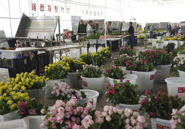 2025年3月24日，工人在云南麗江現(xiàn)代花卉產(chǎn)業(yè)園包裝鮮花。