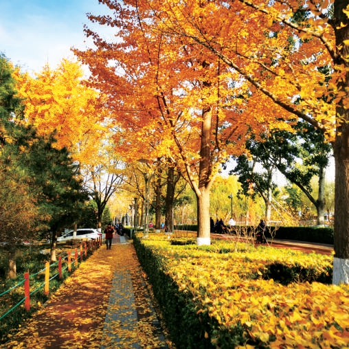 西城—蓮花濱河水綠道