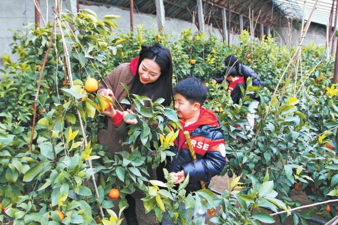 游客在大貴口村的大棚里體驗采摘。