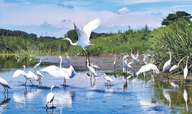 圖為潮白河上白鷺翻飛（資料圖）。