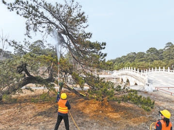 專業(yè)人員對古松林進行養(yǎng)護作業(yè)。