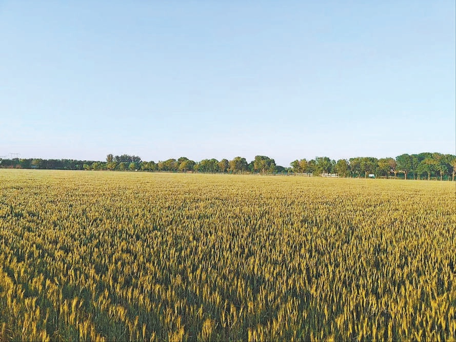 2024年5月拍攝的中國農(nóng)業(yè)大學(xué)北京通州實驗站果村示范田。