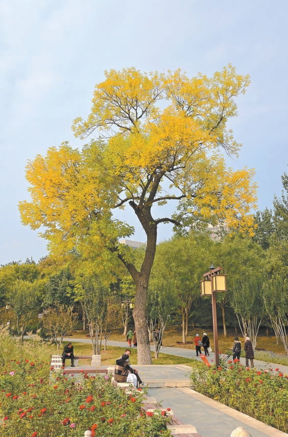 西海子公園里，白蠟樹漸黃。