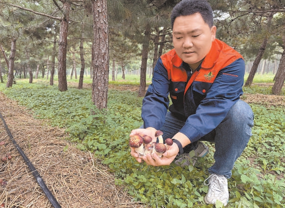永樂店林場(chǎng)工作人員展示已經(jīng)成熟的蘑菇。