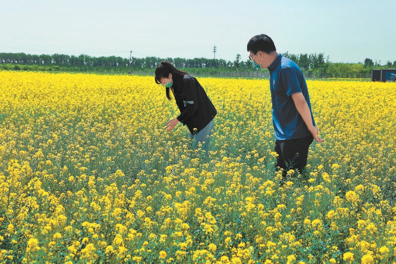 工作人員在油菜花地里查看長(zhǎng)勢(shì)。